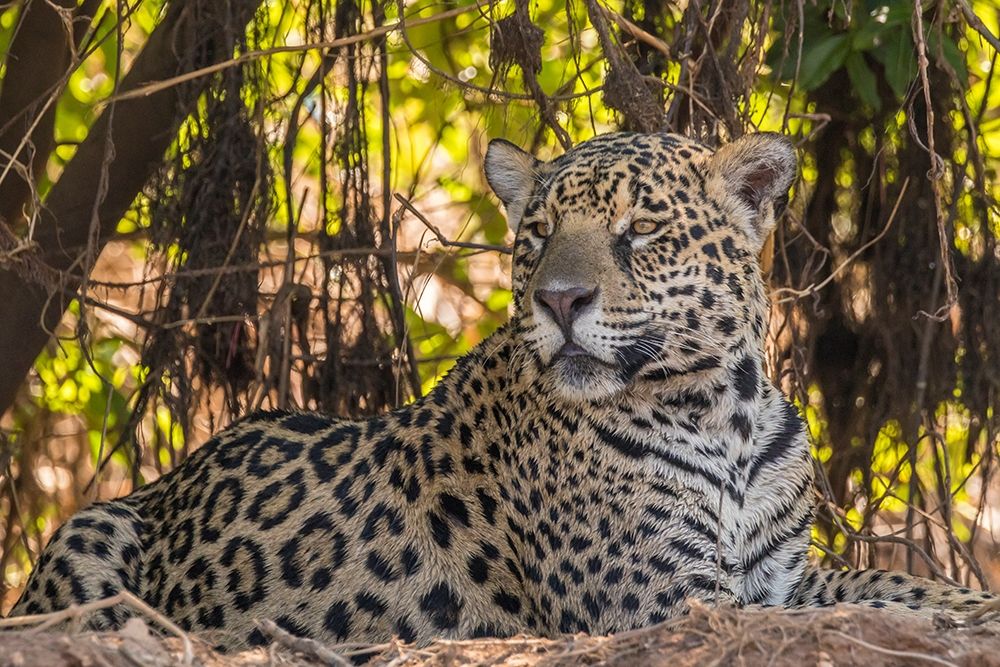 Brazil-Pantanal Close-up of jaguar